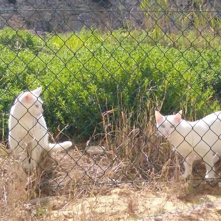 ナザレGino'S Houseアパートメント エクステリア 写真